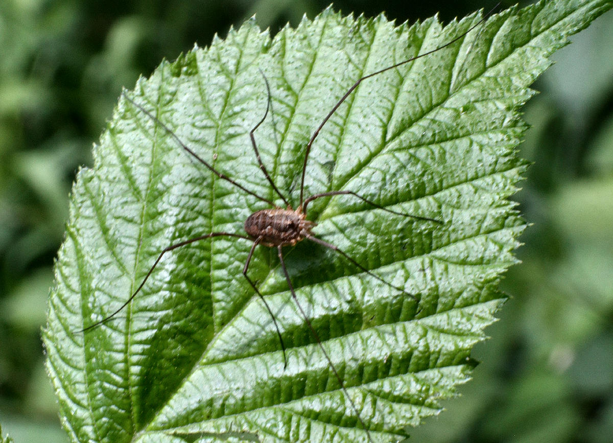  un opiliones ?